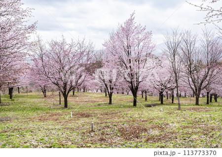 春の桜峠 満開のオオヤマザクラ 福島県北塩原村 春の桜峠 満開のオオヤマザクラ 福島県北塩原村 113773370