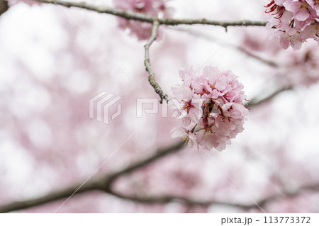 春の桜峠　満開のオオヤマザクラ　福島県北塩原村 113773372