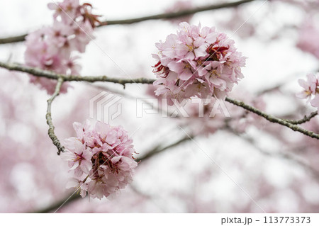 春の桜峠 満開のオオヤマザクラ 福島県北塩原村 春の桜峠 満開のオオヤマザクラ 福島県北塩原村 113773373