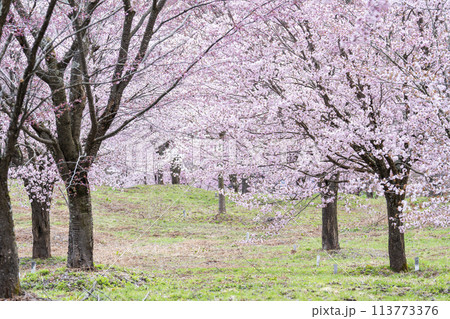 春の桜峠　満開のオオヤマザクラ　福島県北塩原村 113773376