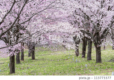 春の桜峠 満開のオオヤマザクラ 福島県北塩原村 春の桜峠 満開のオオヤマザクラ 福島県北塩原村 113773377