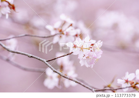 春の桜峠 満開のオオヤマザクラ 福島県北塩原村 春の桜峠 満開のオオヤマザクラ 福島県北塩原村 113773379