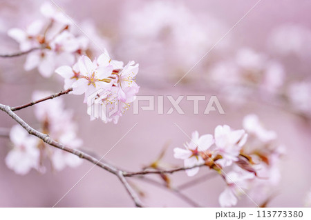 春の桜峠　満開のオオヤマザクラ　福島県北塩原村 113773380