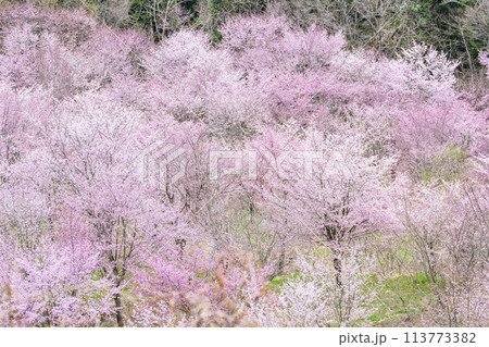 春の桜峠 満開のオオヤマザクラ 福島県北塩原村 春の桜峠 満開のオオヤマザクラ 福島県北塩原村 113773382