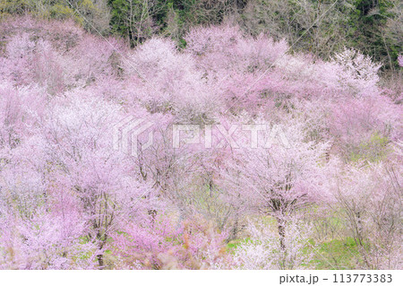 春の桜峠 満開のオオヤマザクラ 福島県北塩原村 春の桜峠 満開のオオヤマザクラ 福島県北塩原村 113773383