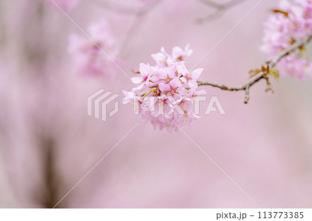 春の桜峠 満開のオオヤマザクラ 福島県北塩原村 春の桜峠 満開のオオヤマザクラ 福島県北塩原村 113773385
