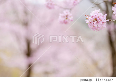 春の桜峠　満開のオオヤマザクラ　福島県北塩原村 113773387