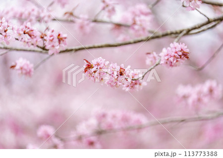 春の桜峠 満開のオオヤマザクラ 福島県北塩原村 春の桜峠 満開のオオヤマザクラ 福島県北塩原村 113773388