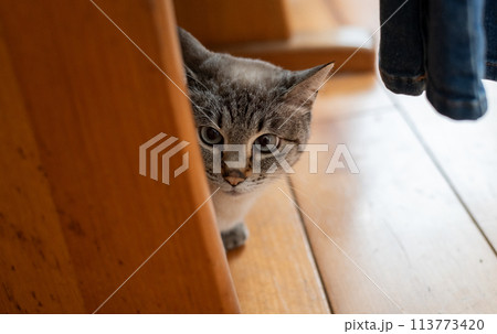 隠れる猫 113773420