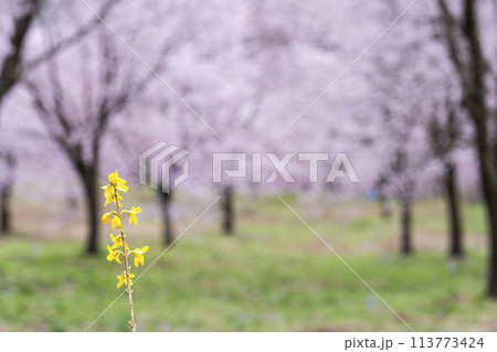 春の桜峠 レンギョウの花と満開のオオヤマザクラ 福島県北塩原村 春の桜峠 レンギョウの花と満開のオオヤマザクラ 福島県北塩原村 113773424