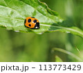ナナホシテントウ 113773429