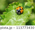 ナナホシテントウ 113773430