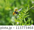 ナナホシテントウ 113773468