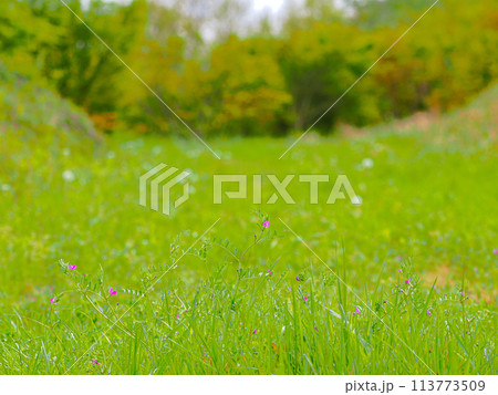 草原に咲く花々 113773509