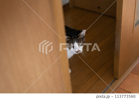 ドアの隙間から覗きこむ猫　キジトラ猫 113773560