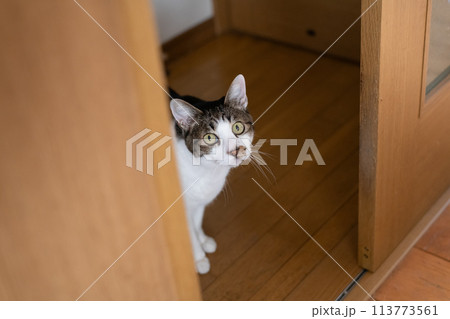 ドアの隙間から覗きこむ猫　キジトラ猫 113773561