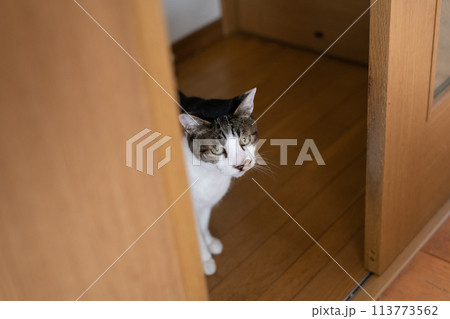 ドアの隙間から覗きこむ猫 キジトラ猫 ドアの隙間から覗きこむ猫 キジトラ猫 113773562