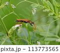 ジョウガイボン 113773565