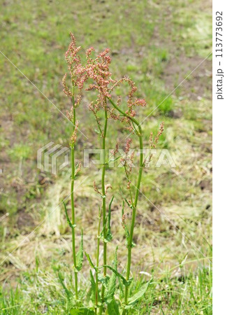 野原に咲くヒメスイバの花 野原に咲くヒメスイバの花 113773692
