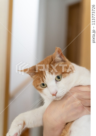 猫を抱きしめる　茶トラ白 113773726