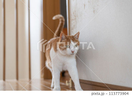 室内を歩く猫　茶トラ白 113773904