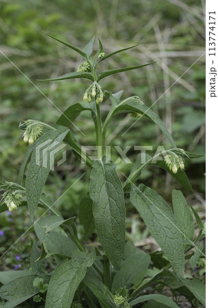 Closeup on a single yellow-flowered quaker comfrey wildflower, Symphytum officinale Closeup on a single yellow-flowered quaker comfrey wildflower, Symphytum officinale 113774171