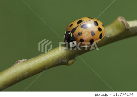 Closeup on a predatory Asian ladybeetle, Harmonia axyridis on a twig 113774174