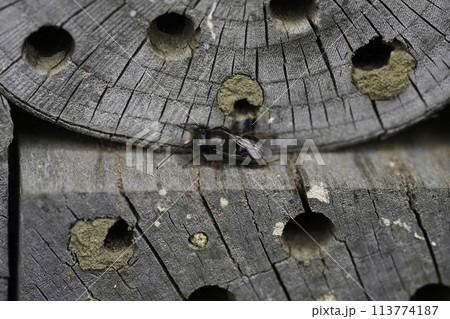 Closeup on a worn male European horned mason bee, Osmia cornuta sitting at the bee-hotel Closeup on a worn male European horned mason bee, Osmia cornuta sitting at the bee-hotel 113774187