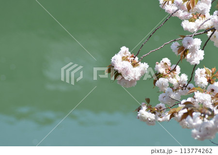 水面バックの桜 水面バックの桜 113774262