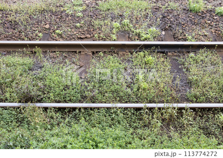 草の生えた線路 草の生えた線路 113774272