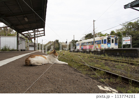 入線する列車と猫 113774281