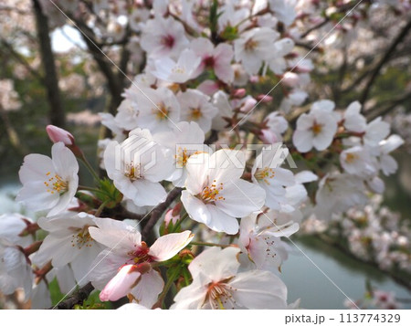 桜のクローズアップ写真 桜のクローズアップ写真 113774329