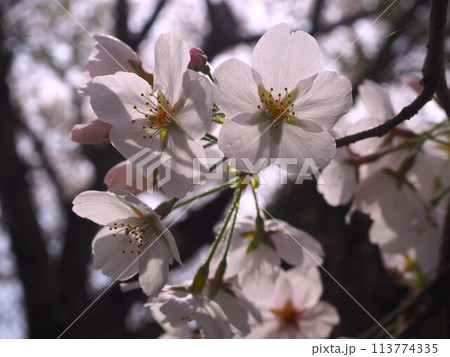 桜のクローズアップ写真 113774335