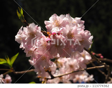 桜のクローズアップ写真 桜のクローズアップ写真 113774362