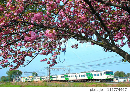 八重桜が咲くヒガハスを往く185系 113774467