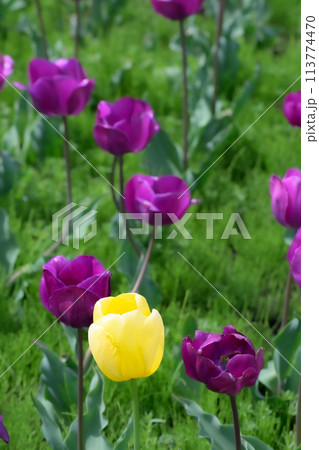 チューリップ チューリップ 113774470