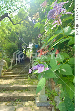 初夏の有馬温泉神社 初夏の有馬温泉神社 113774709