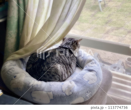 外を眺める猫 外を眺める猫 113774736