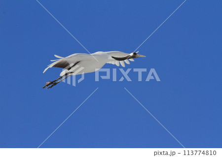 鶴居村の青空に映える丹頂鶴の飛翔する姿 113774810