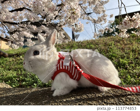 ペットのうさぎとお花見 ペットのうさぎとお花見 113774853