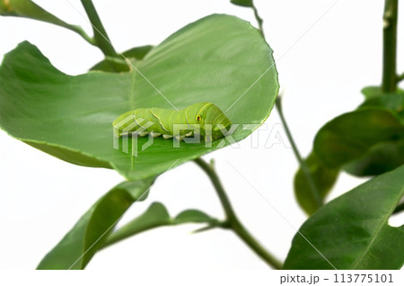 アゲハ 幼虫 アゲハ 幼虫 113775101