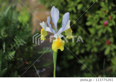 春の庭に咲く黄色と白のダッチアイリス(オランダアヤメ)の花 春の庭に咲く黄色と白のダッチアイリス(オランダアヤメ)の花 113775261