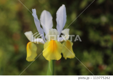 春の庭に咲く黄色と白のダッチアイリス（オランダアヤメ）の花 113775262