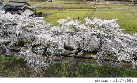 三次市三和町【美波羅川千本桜】空撮_No08 三次市三和町【美波羅川千本桜】空撮_No08 113775695