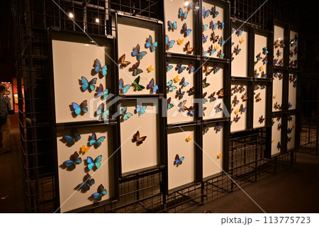 入生田にある神奈川県立生命の星地球博物館 入生田にある神奈川県立生命の星地球博物館 113775723