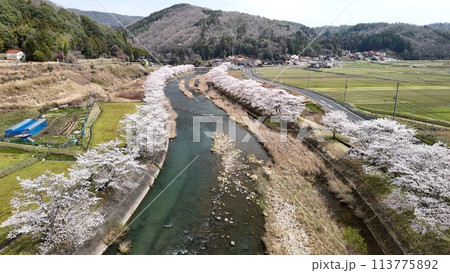 三次市三和町【美波羅川千本桜】空撮_No23 113775892
