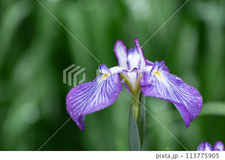 雨上がりの花菖蒲 113775905