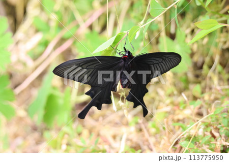 羽を広げたジャコウアゲハ 113775950