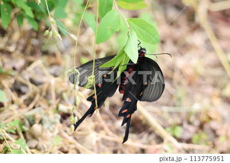 蜜を吸うジャコウアゲハ 113775951