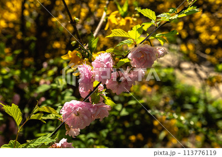 Spring flowers and plants in a botanic garden 113776119